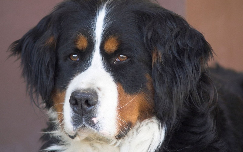 sitting, one Animal, mammal, st bernard dog, 720P, border collie, bernese Oberland, pets, loyalty, looking, small, close-up, adult, animal nose, animal eye