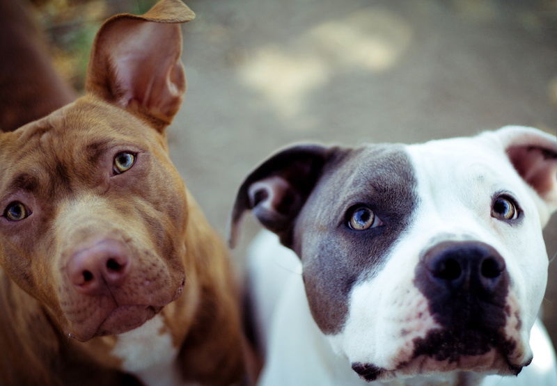 animal head, bull, young Animal, american Staffordshire Terrier, indoors, domestic, domestic Animals, puppy, canine, one Animal, pit Bull Terrier, outdoors