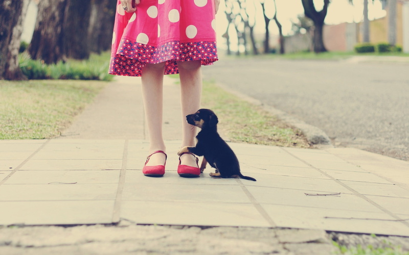 footpath, love, domestic animals, walking, fun, urban Scene, cute, purebred Dog, full length, cheerful, dog, animal, friendship, focus on foreground, playful