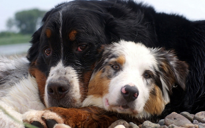 canine, portrait, outdoors, one Animal, animal themes, fur, embrace, short, coated, couple, focus on foreground, loyalty, looking, dogs, relaxation, sheepdog