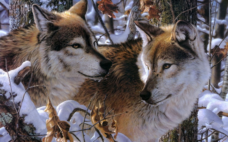 herbivorous, deer, nature, cold - Temperature, snow, animal themes, outdoors, fur, wolves, animal head, cold temperature, mammal, no people, predators