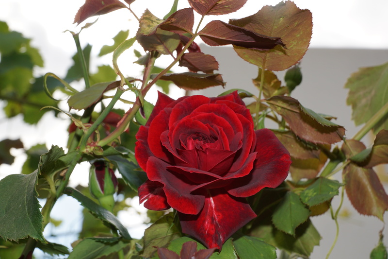 color, nature, no people, vulnerability, plant part, give, freshness, focus on foreground, fragility, close-up, inflorescence, photography, rose, love