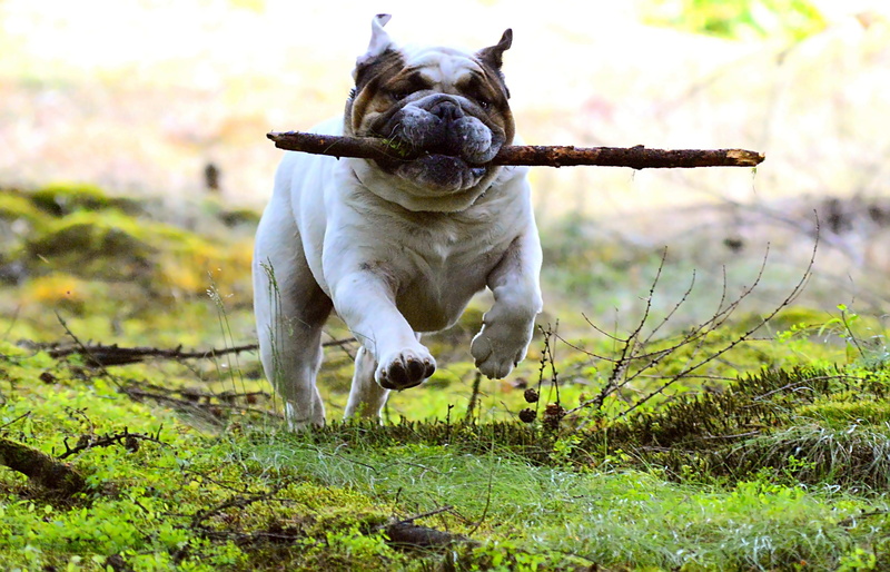 coated, purebred Dog, plant, funny, mammal, small, long, stick - plant part, fun, field, animal themes, black, nature, grass, cute, outdoors, day, vertebrate