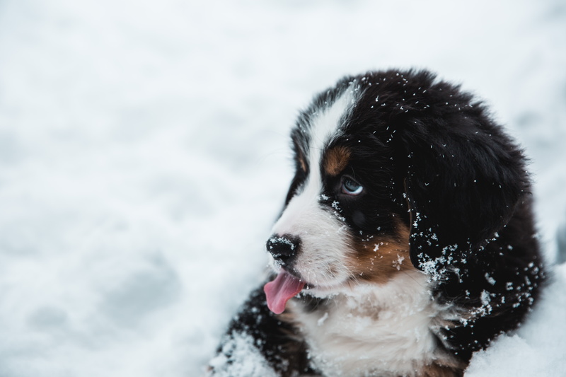 protruding tongue, animal head, loyalty, copy Space, black Color, focus on foreground, animal themes, puppy, happiness, playful, white, cold temperature