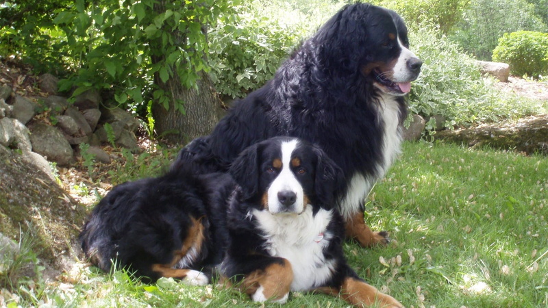 bernese Mountain Dog, buddy, relaxation, day, dog, mountain, fun, obedience, looking, friendship, field, fur, vertebrate, portrait, 1080P, one Animal