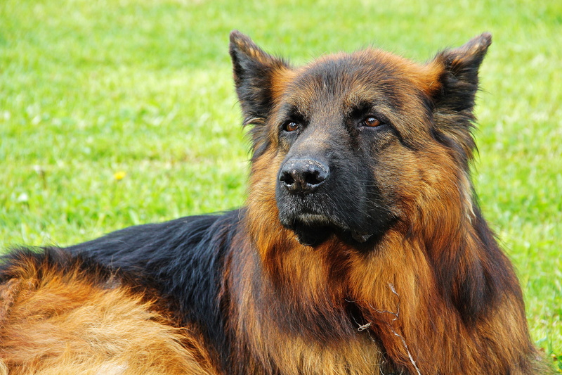 5K, one animal, police dog, mammal, schäfer dog, domestic animals, grass, loyalty, brown, animal head, nature, animal, outdoors, domestic, relaxation