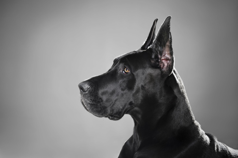 obedience, canine, purebred Dog, adult, sitting, pets, black Color, no People, dog, doberman Pinscher, domestic, side view, mammal, studio Shot, cute, animal themes