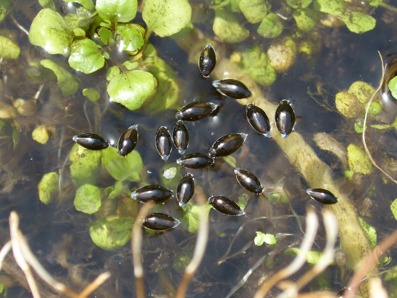 backgrounds, clerk water, leaf, gyrinus, water beetle, close-up, growth, freshness, lake, Gyrinus Natator, Clerk, plant part, Water, leaves, day, no people