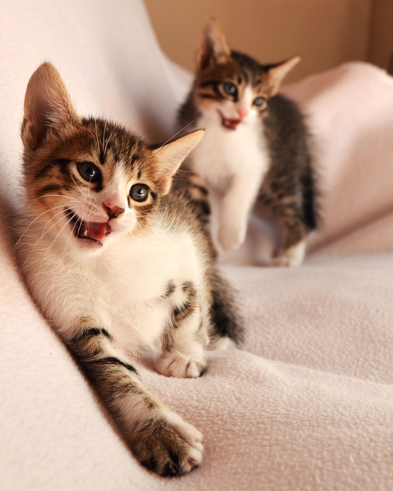 feline, two, glad, bed, indoors, cat, animal themes, two animals, young animal, group of animals, whisker, domestic, togetherness, domestic cat, animal