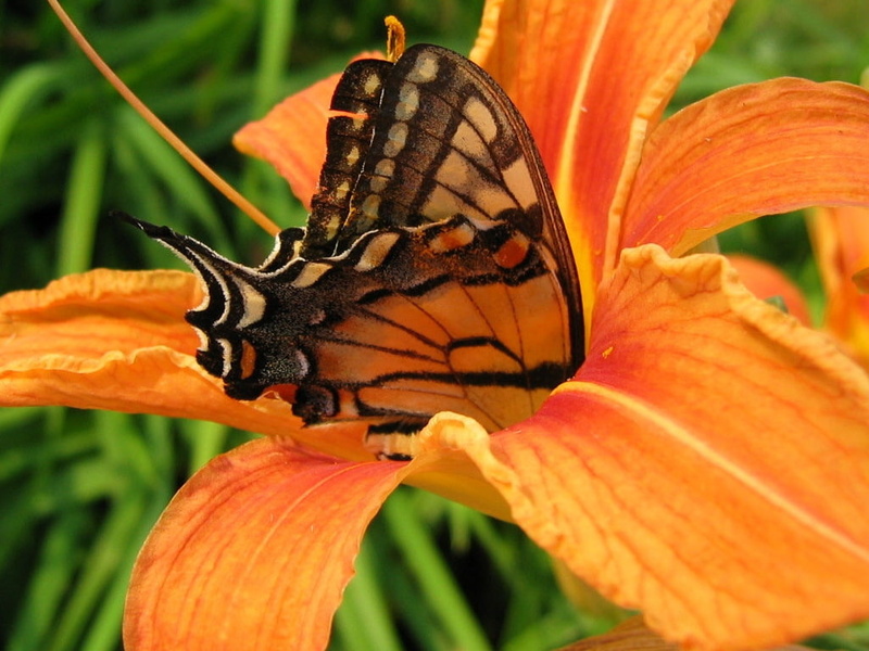 butterflies, Gladiola, Butterfly, dropped, glad, orange, hd, leaves, orange black and white, art, 480P, animals
