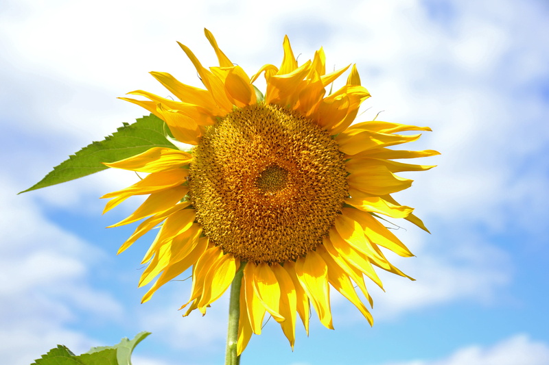 agriculture, closeup, growth, cloud - sky, outdoors, plant, petal, yellow, sun, nature, 4K, living nature, freshness, flower head, vegetable garden, summer