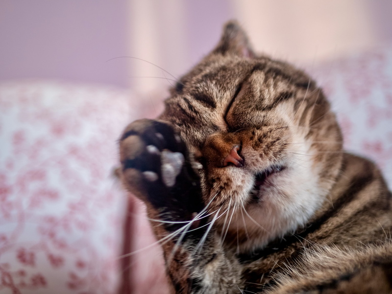 lip, napping, tabby, relaxation, estres, pets, feline, whisker, indoors, mouth, clean, paw, sleeping, laundry, animal, animal body part, domestic cat, focus on foreground