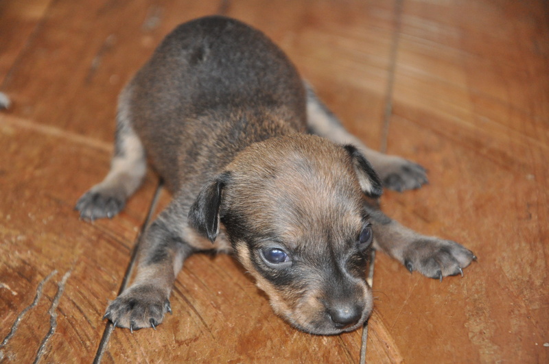small, 4K, indoors, domestic, canine, lying down, high angle view, animal, teenage couple, wood - material, no people, puppy, wood, sad, hardwood floor