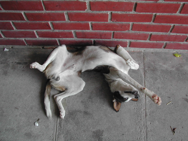 laziness, resting, 1080P, relaxation, one animal, domestic, lying on back, no people, dog, wall - building feature, animal, animal themes, whisker, cat
