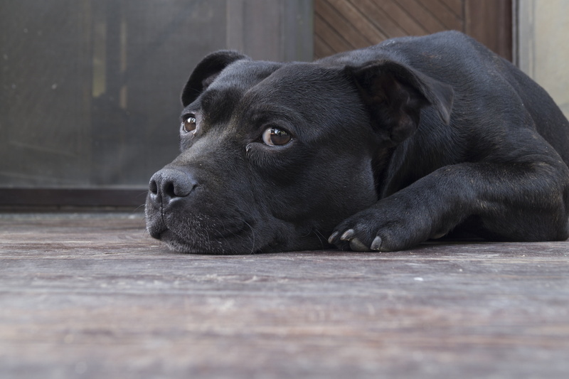 domestic, tiredness, flooring, lying, animal head, animal, no people, mammal, domestic animals, one animal, vertebrate, floor, selective focus, black, dog