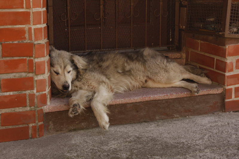 feline, brick, domestic animals, 4K, domestic cat, canine, laziness, brick wall, mammal, pets, cat, vertebrate, relaxation, tiredness, dog lying, wall