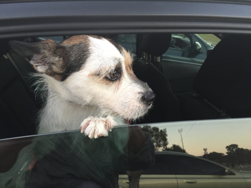mammal, joyful, cute, domestic animals, 2K, vertebrate, car interior, family, window, looking away, animal head, motor vehicle, small, mode of transportation