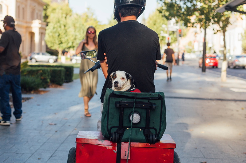 luggage, travel, cute, canine, pupper, people, domestic, adorable, domestic animals, puppy, street, dog, mammal, one animal, 1080P, focus on foreground