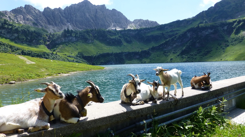 group of animals, mammal, animal themes, non-urban scene, horse, tannheimertal, day, nature, daytime, livestock, animal, beauty in nature, vertebrate, tyrol