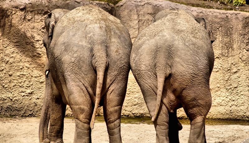 animals in the wild, mammal, vertebrate, animal trunk, in love, animal, herbivorous, animal body part, relation, day, young animal, love, obligation, togetherness