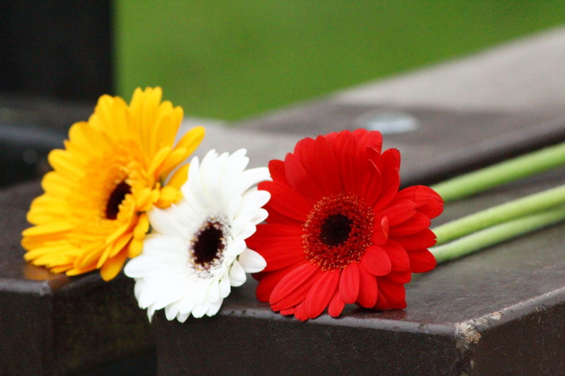 1080P, relation, describe, daisies, 3d and abstract, flowers, valentine, nice, three