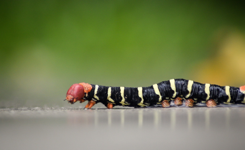 Guyana, animal, outdoor, 5K, Contractions, black, insect, photography, nature, caterpillar, bokeh, wildlife