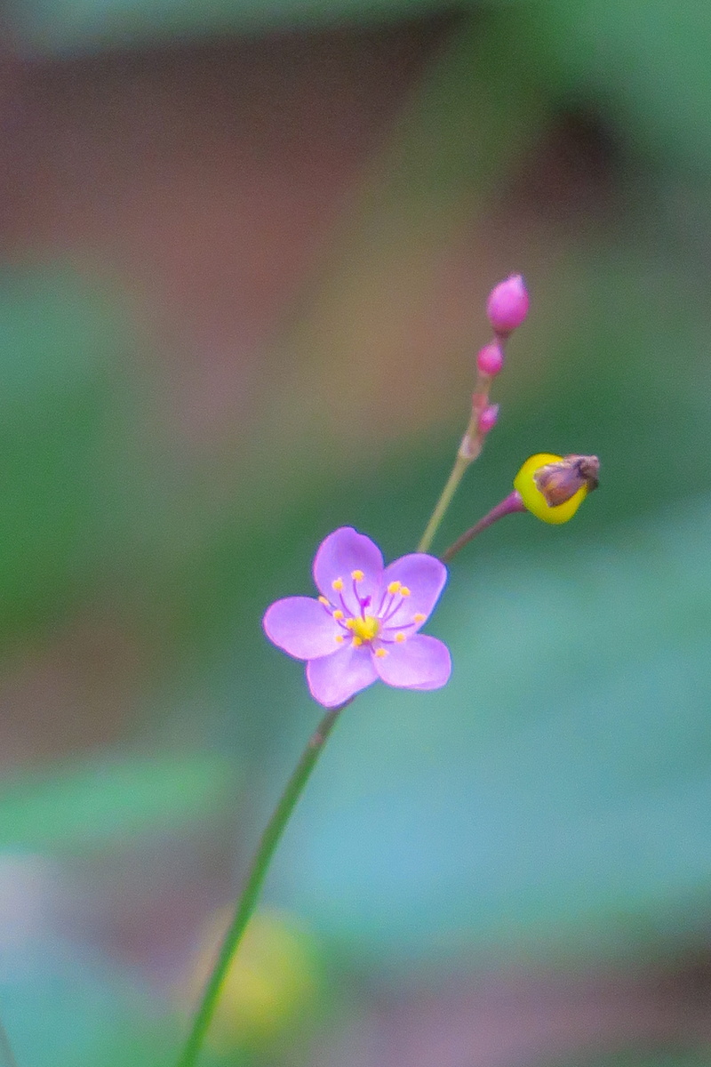 beauty in nature, vulnerability, close-up, flowers, wild flowers, 5K, ecology, flower, nature, plant, petal, outdoor, focus on foreground, fragility, ma on shan