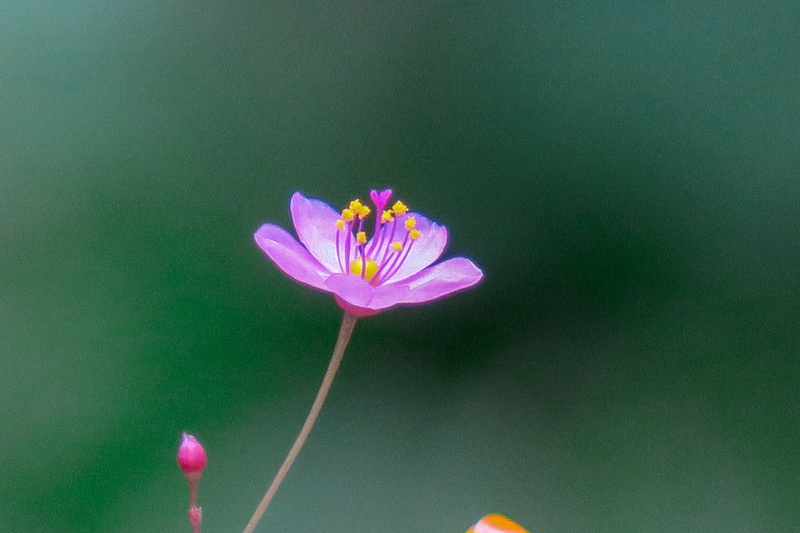 bloom, plant, freshness, vulnerability, human participants, ecology, flowers, winter, flowering plant, purple, nature, pink color, garden, beauty in nature
