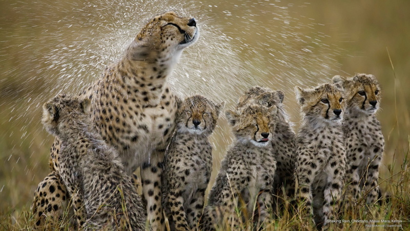 rain, mara, shaking, cheetahs, Animals, masai, kenya, 2K
