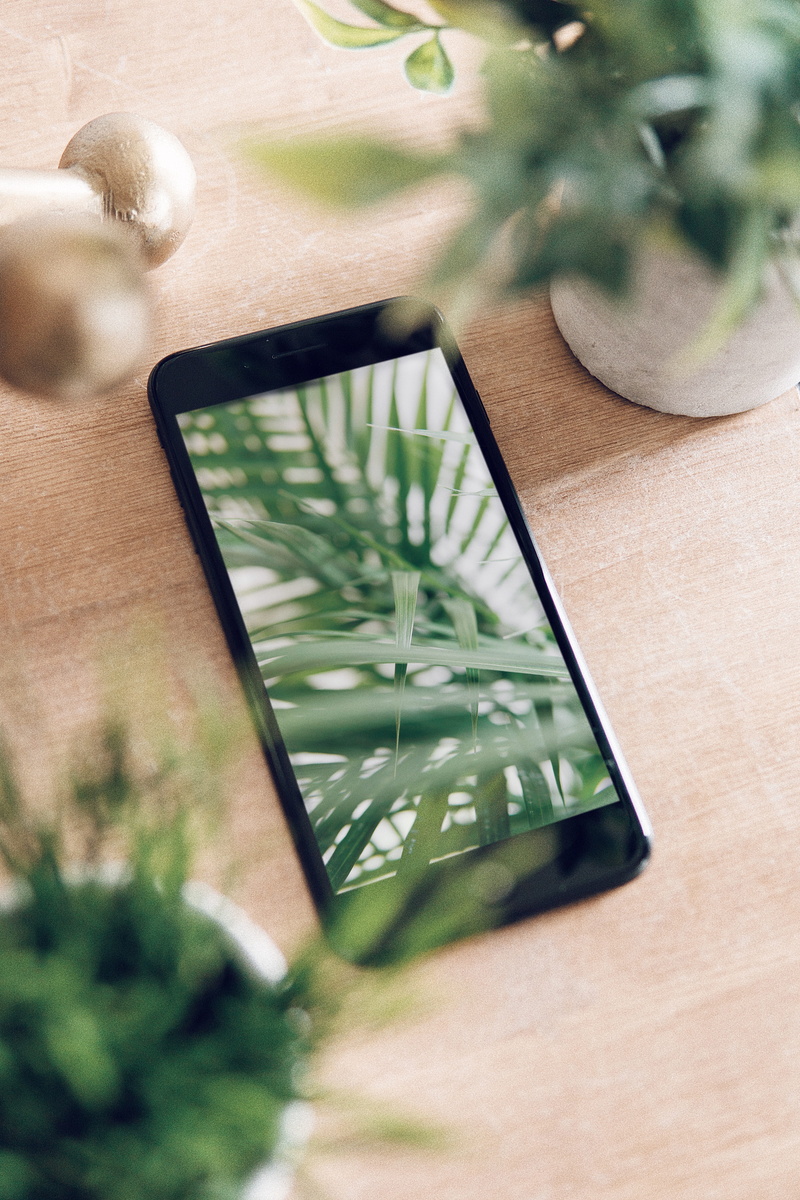 work, productivity, indoors, mushroms, potted plant, 5K, mirror, growth, desk, close-up, table, office, tree, plant part, houseplant, beige, turned, top
