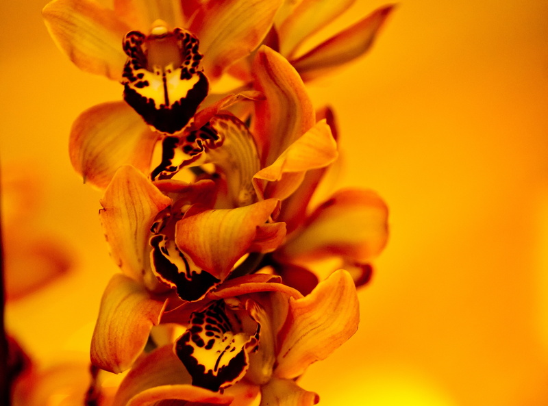 close-up, flowering plant, fragility, orchid, no people, streak, best, flower, Nature, orange, Clark County, pollen, orange color, growth, part, losing