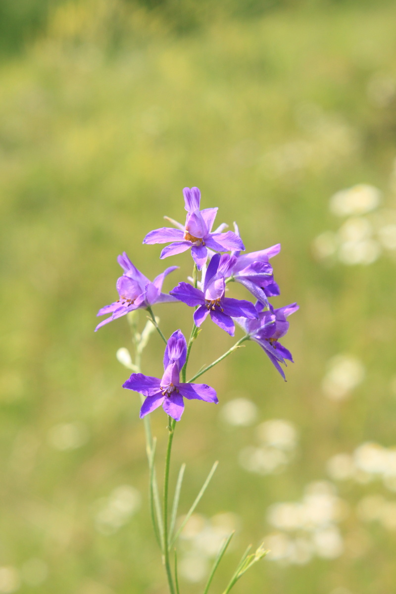 field, flower head, regalis, flowering plant, freshness, vulnerability, day, fragility, buttercup, consolida, nature, outdoors, spur, flowers, plant, purple
