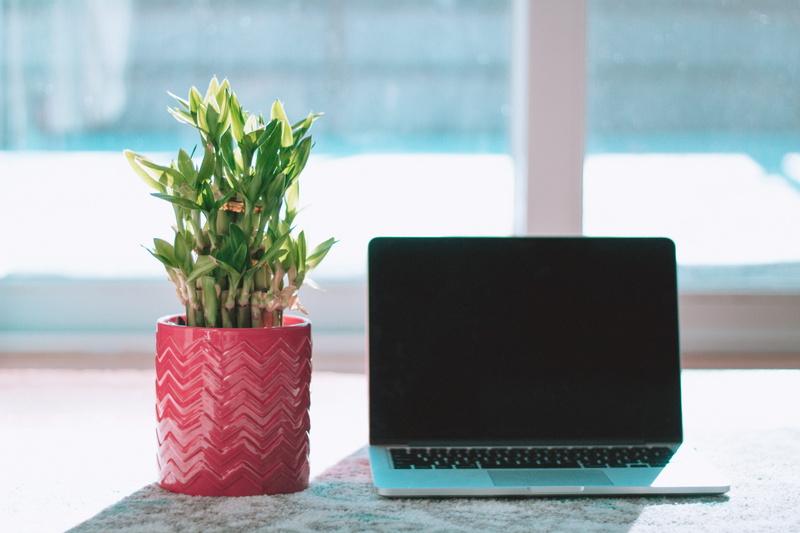 bright, organic, online, table, business, flowering plant, rgb, modern, nature, wireless technology, close-up, colors, plant, no people, communication