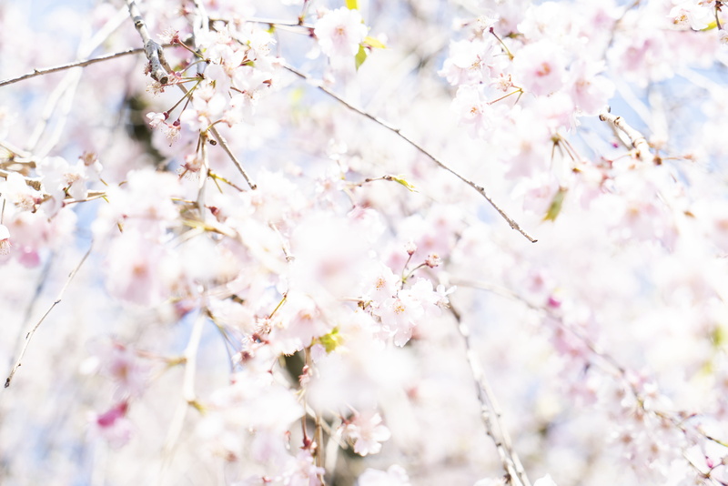 peony, spring, outdoors, fragility, twig, flower, day, file, freshness, goggles, beauty in nature, kyoto, no people, flowering, accessories, branch, flowering plant