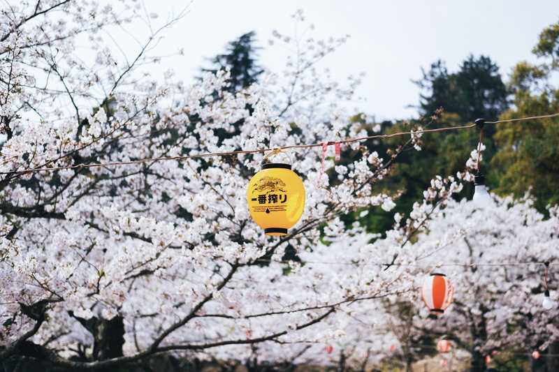 webpage, yellow, nature, crowd, symbol, branch, panoramic, landscape, plant, ditch, communication, festival, focus on foreground, day, cherry tree, beauty in nature