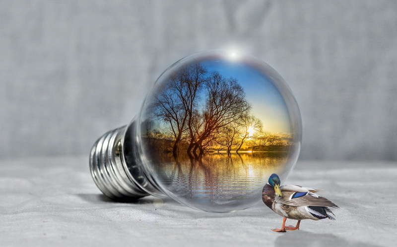 hour, power generation, mallard, chrome, light, lights, digital composite, sky, geometric shape, relaxation, trees, incandescent, bulb, animals in the wild