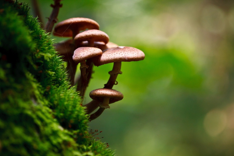 art, px, animals, 2048x1365 px, bugs, mushroom, x, bokeh, depth, macro, field, photography, hd, 1080P, depth of field, moss