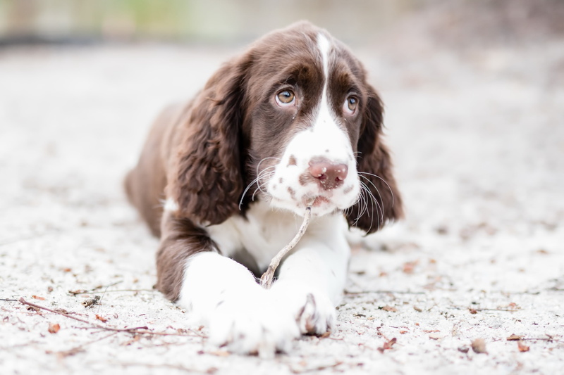 domestic, 2K, Springer Spaniel, no people, one animal, mammal, day, land, canine, pets, sitting, dog, vertebrate, animals, focus on foreground, portrait