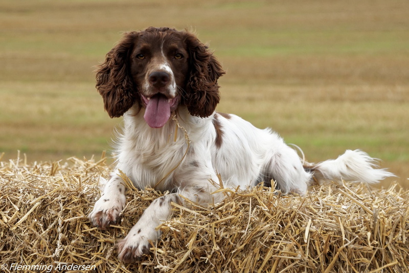 1080P, Dogs, English Springer Spaniel