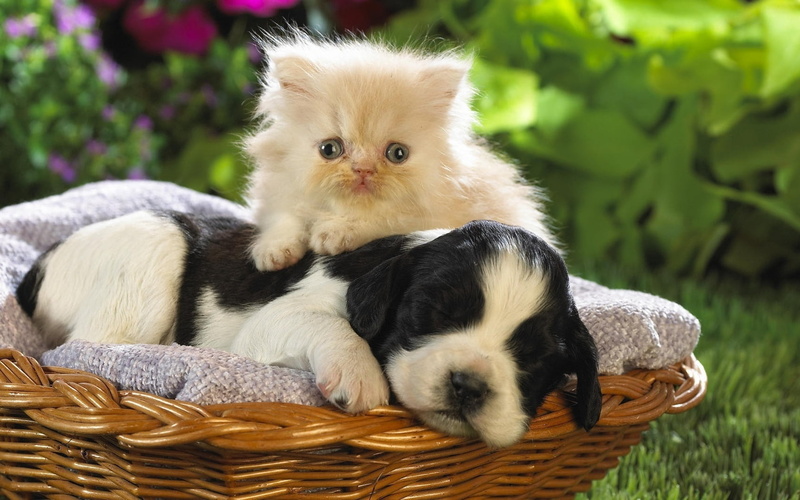 looking, group of animals, small, kitten, wicker, relaxation, spaniel, plant, dog, container, two Animals, portrait, domestic Animals, friendship, puppy