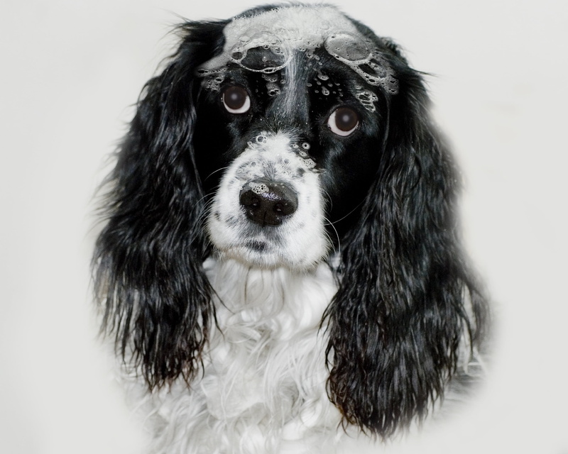 spaniel, purebred dog, black color, bath, purebred, suds, studio shot, white background, portrait, vertebrate, no people, close-up, mammal, animal themes