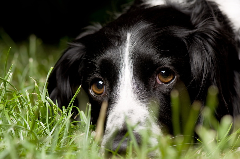 friendship, green Color, one Animal, no People, purebred Dog, domestic Animals, coated, outdoors, puppy, white, english springer spaniel, canine, animal eye