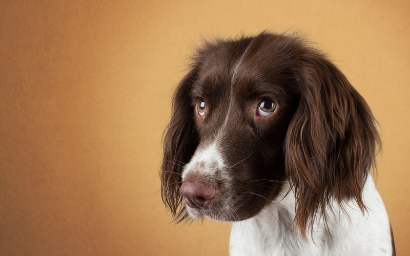1080P, Dogs, Dog, Spaniel, English Springer Spaniel
