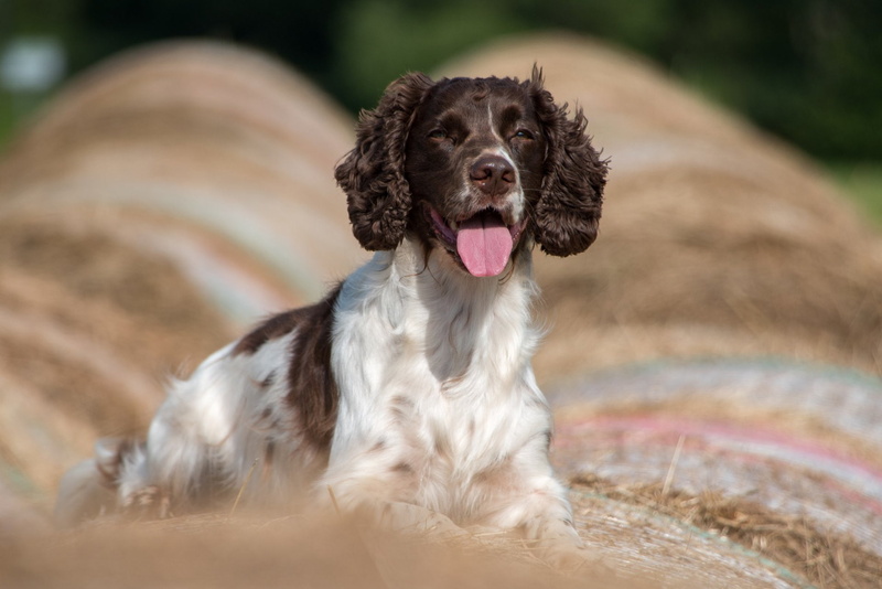 Dogs, 1080P, Pet, English Springer Spaniel, Dog