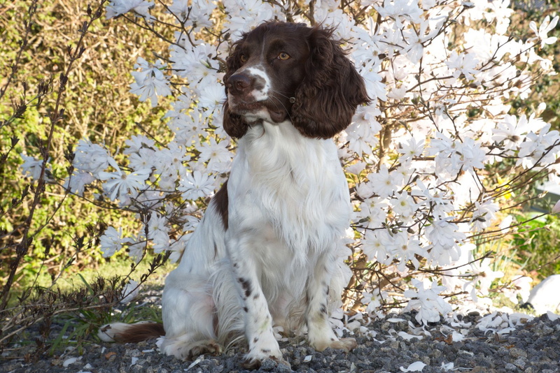 1080P, Dogs, English Springer Spaniel