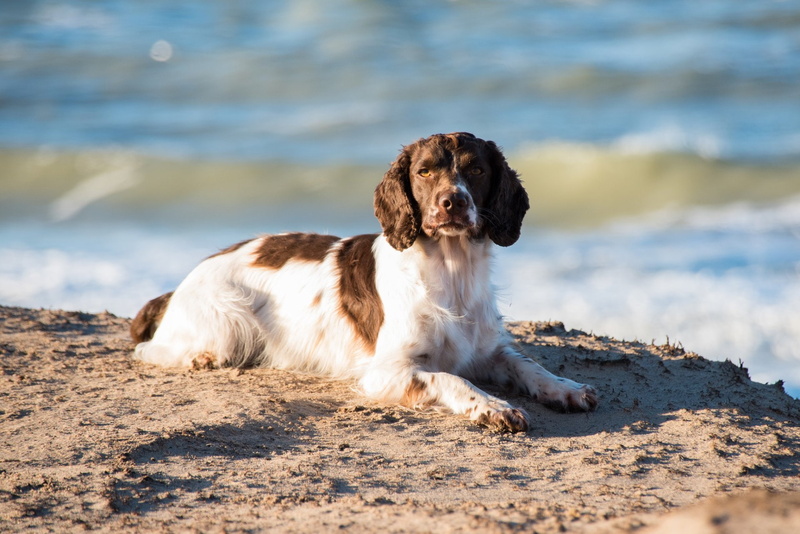 English Springer Spaniel, Dogs, 1080P