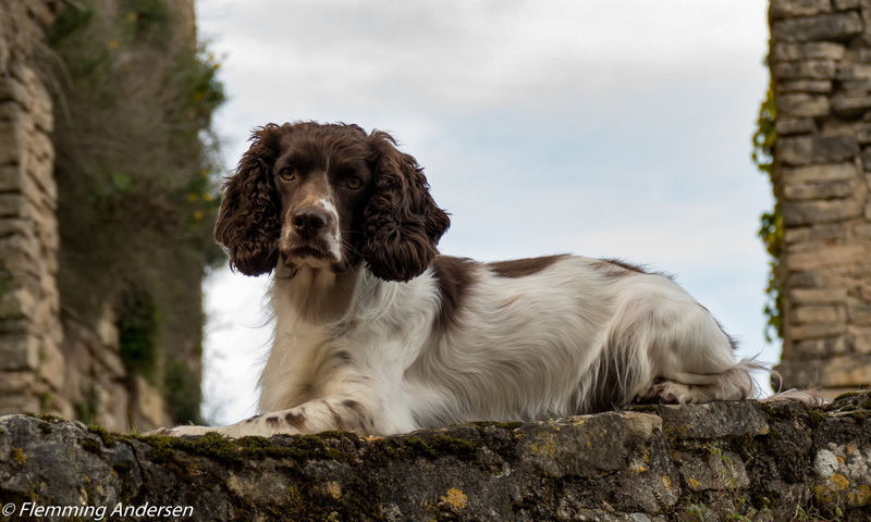 Dogs, 1080P, English Springer Spaniel