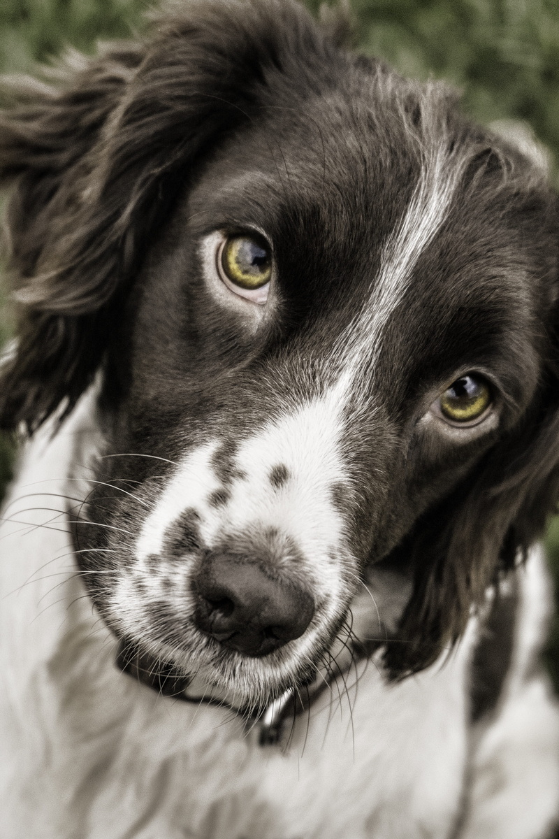 short, head, pet, black, canine, vertebrate, springer, domestic animals, whisker, hunter, gun-dog, cute, spaniel, animal nose, 4K, looking at camera, white