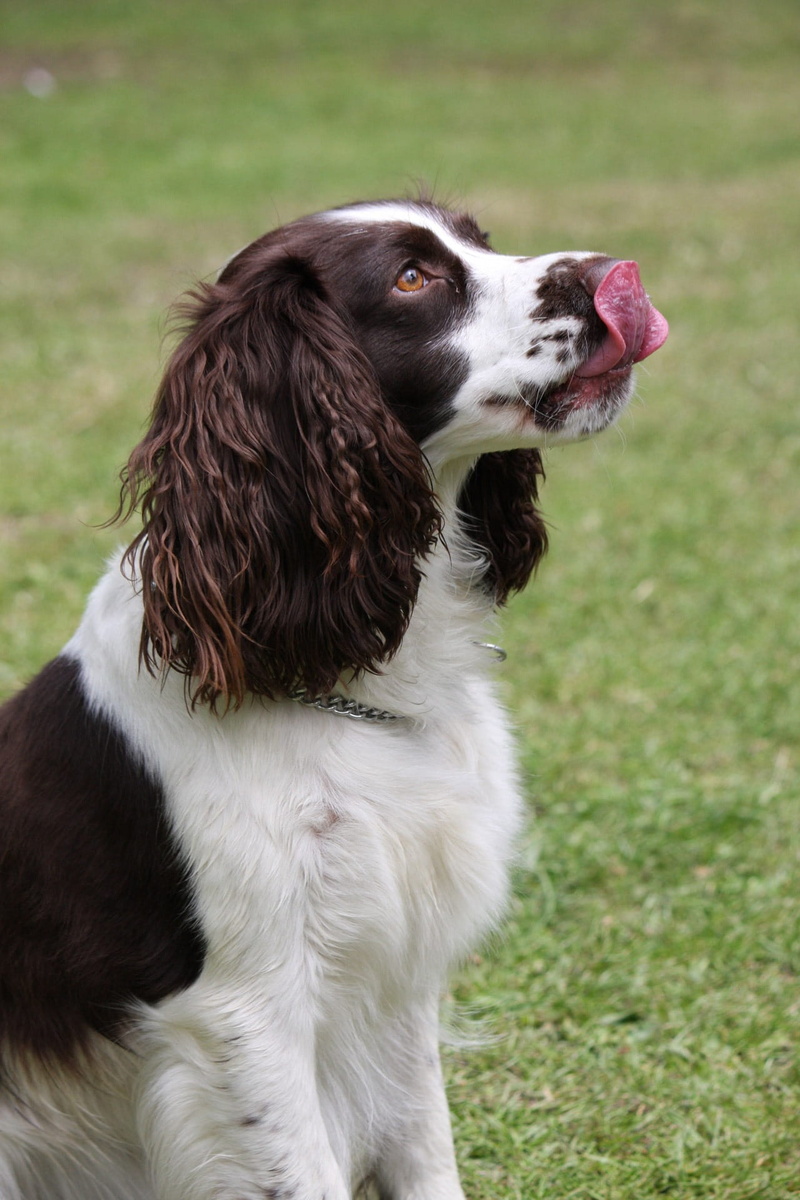 domestic animals, springer, close-up, animal, springer spaniel, profile, outdoors, spaniel, canine, grass, english springer spaniel, focus on foreground