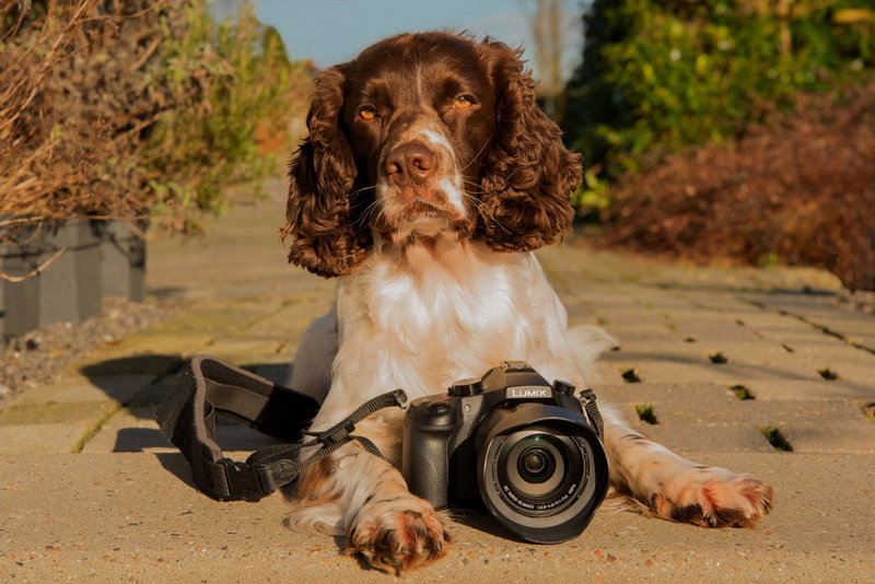 Dogs, English Springer Spaniel, 1080P